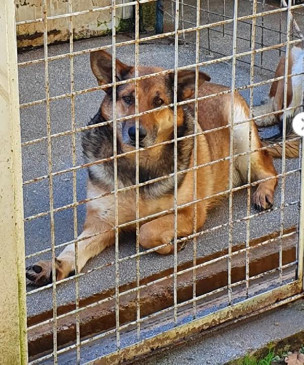 Pastore Tedesco adulto con 3zampe che nessuno sceglie. MOLISE Foto 2